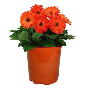 1 Gal. Gerbera Daisy Annual with Vibrant Orange Blooms and Rich Green Foliage