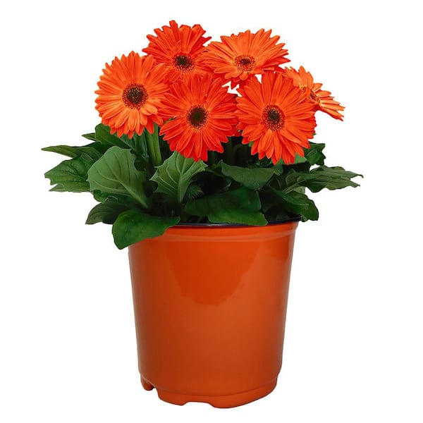 Unbranded 1 Gal. Gerbera Daisy Annual with Vibrant Orange Blooms and Rich Green Foliage