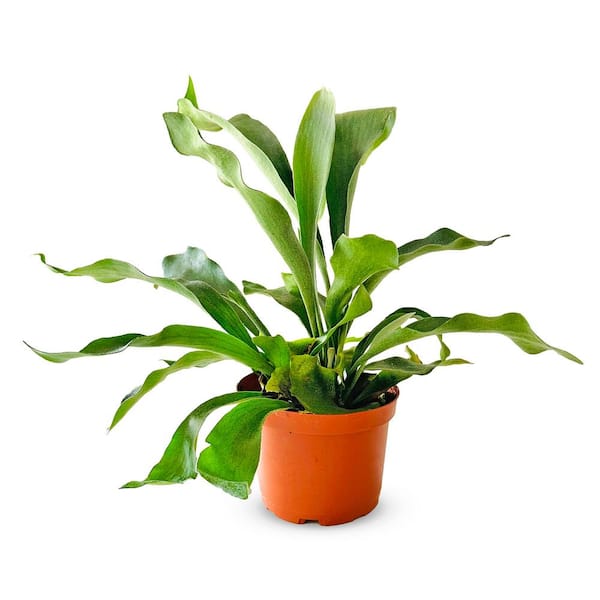 Shop Succulents Staghorn Fern Live Indoor Plant, Easy Care Air Purifying Hanging Houseplant in 6 in. Grower Pot