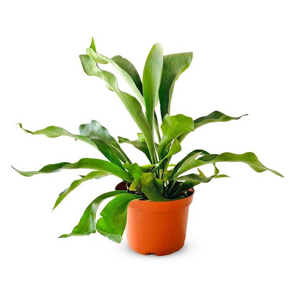 Shop Succulents 5-Pack Live Aloe Plants - Mini Succulent Variety In 2" Grower Pots