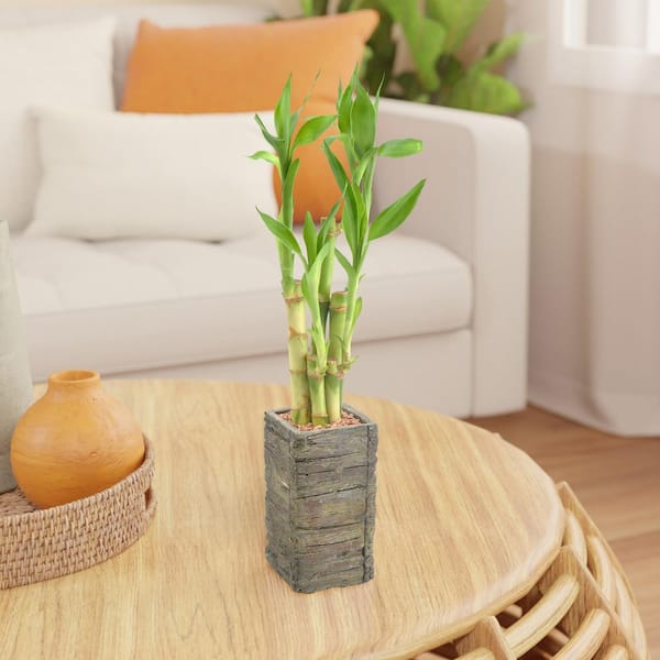 Arcadia Garden Products Green Lucky Bamboo House Plant in 2.5 Inch(es) Pot 1.0 -Pack one_size | LV25