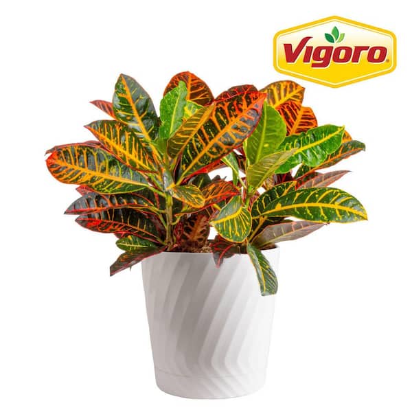 Croton Petra Indoor Plant in 8.75 Decor Planter, Avg. Shipping Height 2-3 ft. Tall