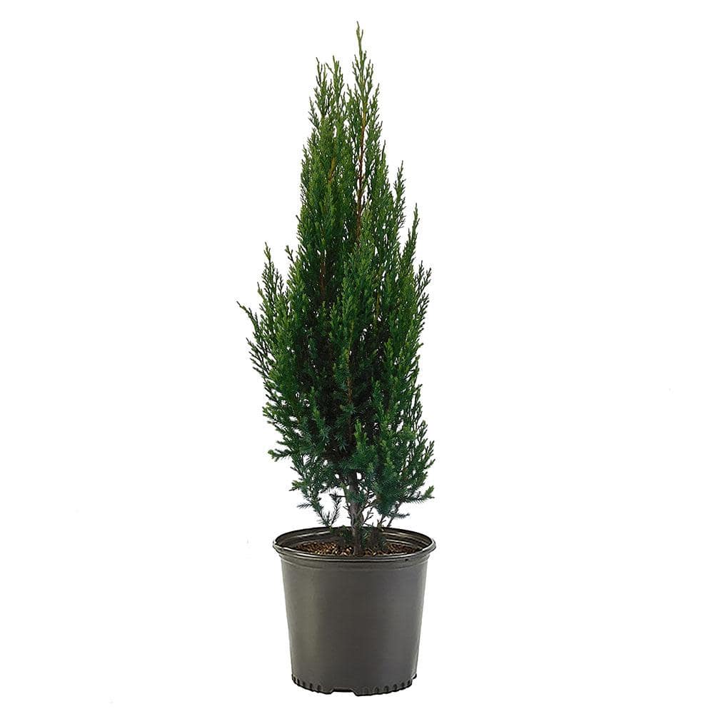 7 Gal. Blue Point Juniper Shrub with Blue-Green Foliage