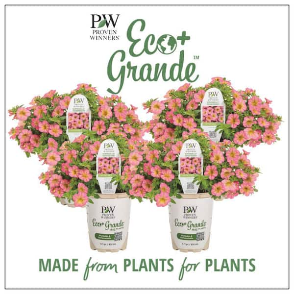 PROVEN WINNERS 4.25 in. Eco+ Grande Superbells Honeyberry (Calibrachoa hybrid) Live Annual Plant with Pink Flowers 4-Pack