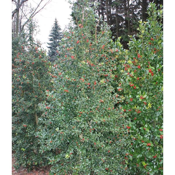 Online Orchards 1 Gal. Dragon Lady Holly Shrub With Prolific Bright Scarlet Red Berries During Winter