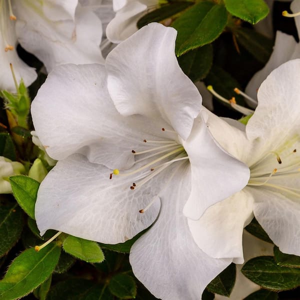 1 Gal. Autumn Ivory Shrub with Bright White Flowers