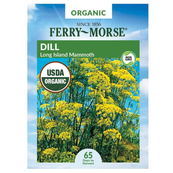 Organic Dill Long Island Mammoth Herb Seed