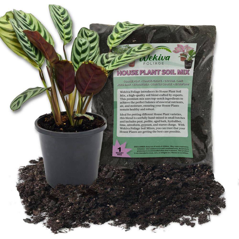 Large Calathea Burle Marxii Prayer Plant in Black Plastic Pot