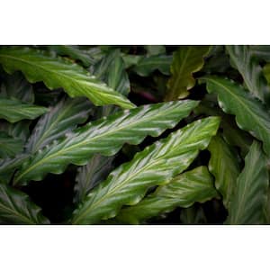 leafjoy Collection Calathea Rufibarba Live Indoor Plant in 7 in. Seagrass Pot, Avg Ship Height 8 in.