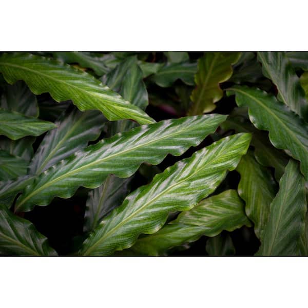 PROVEN WINNERS leafjoy Collection Calathea Rufibarba Live Indoor Plant in 7 in. Seagrass Pot, Avg Ship Height 8 in.
