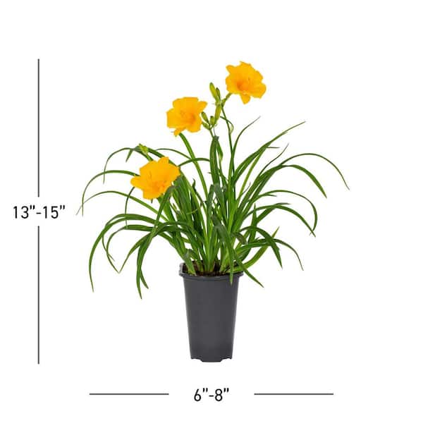 METROLINA GREENHOUSES 1.5-Pint Daylily Stella D'Oro Yellow