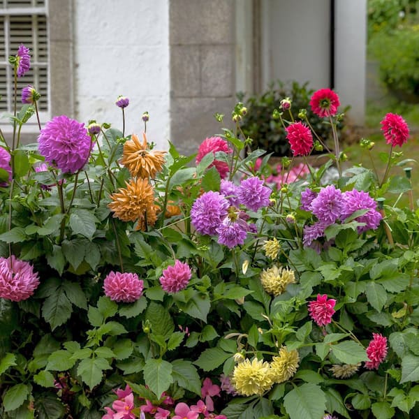 national PLANT NETWORK Dahlia Decorative Mixed Bulbs (5-Pack