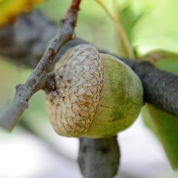 Nuttall Oak Deciduous Shade Tree