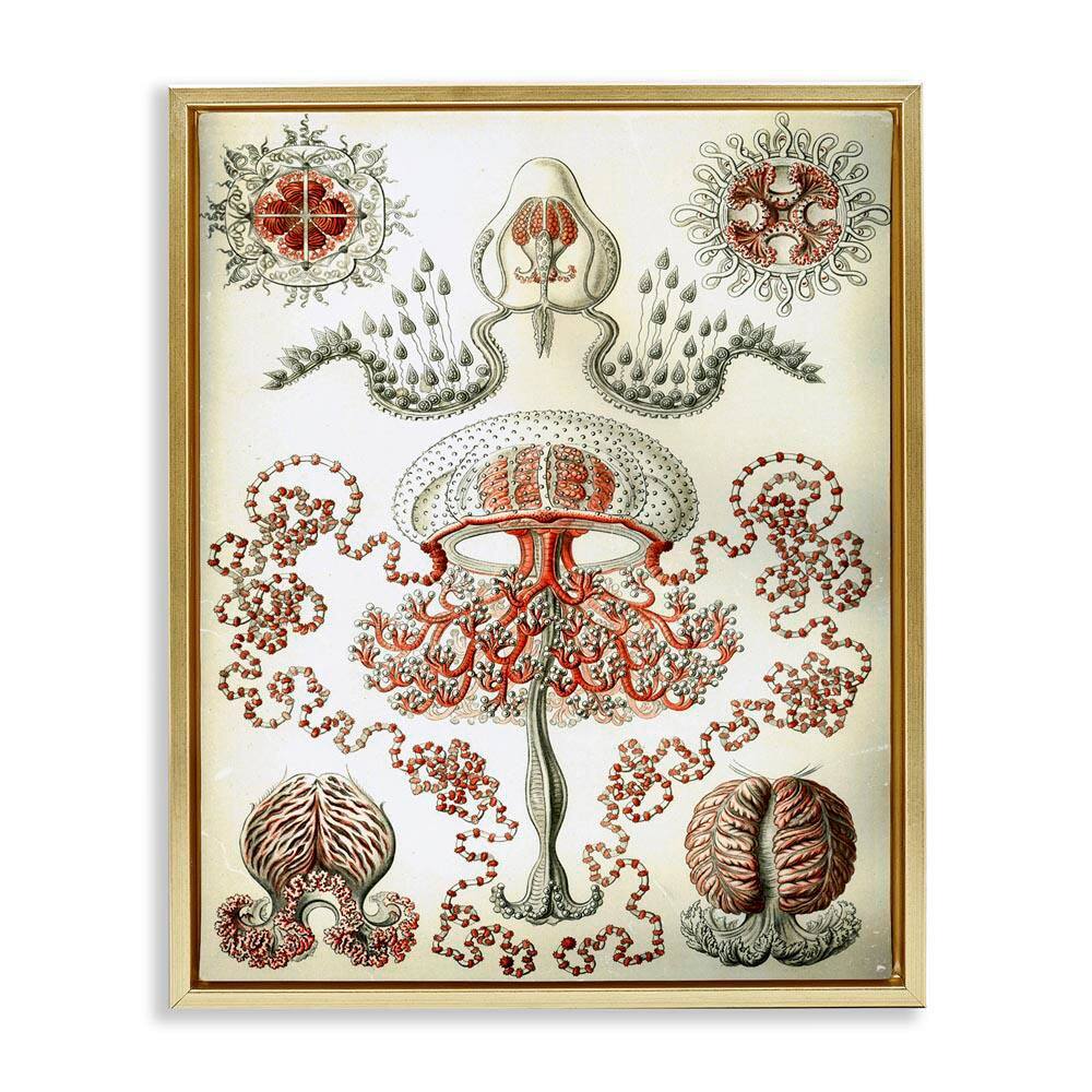 Classic Haeckel Diagram by Graffi*tee Studios Gold Floater Frame Animal Graphic Art Print 21 in. x 17 in. price history on PriceWatchPro