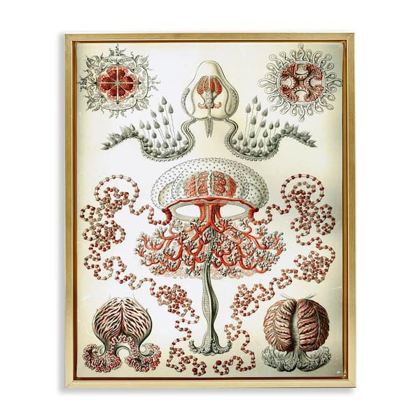 Stupell Industries Classic Haeckel Diagram by Graffi*tee Studios Gold Floater Frame Animal Graphic Art Print 21 in. x 17 in.