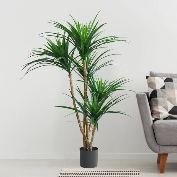 Tree With Initals R S Tropical Tree Beginning With R