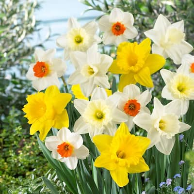 Trumpet Yellow Daffodil Bulbs (45-Pack) 36609P - The Home Depot