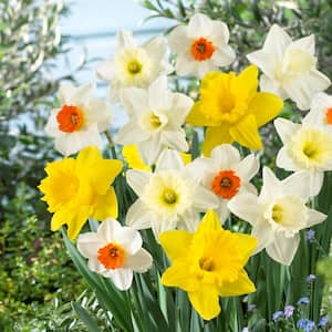 Daylily Nursery Daffodil Narcissus Mix 60-Days of Daffodils 50