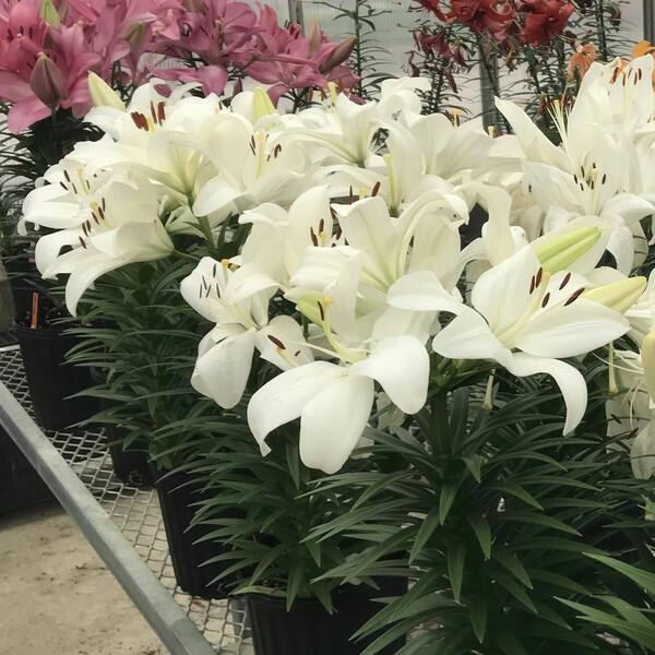 national PLANT NETWORK Lilies Summer Snow LA Hybrid Lilies