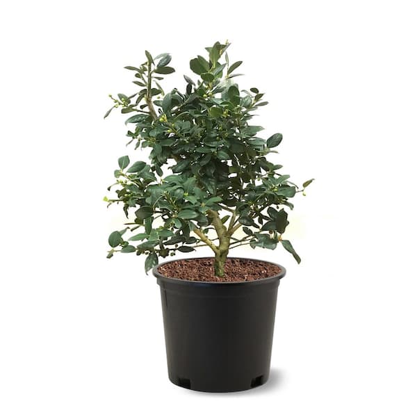 3 Gal. Nellie R. Stevens Holly Shrub