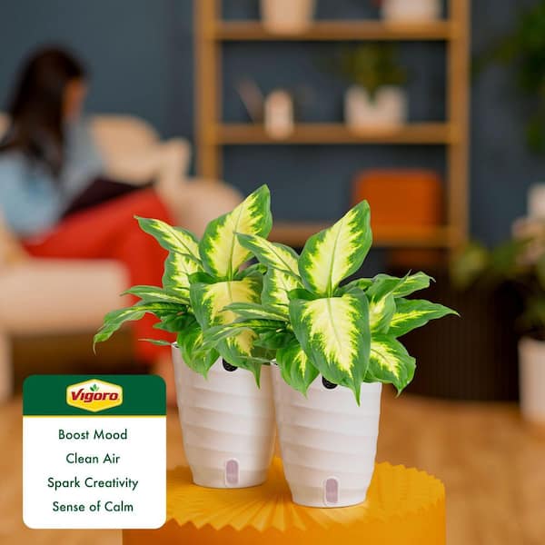 Vigoro Dieffenbachia Indoor Plant in 6 in. White Ribbed Plastic Decor  Planter, Avg. Shipping Height 1-2 ft. Tall (2-Pack) CO.DIEF.3.VI.WH