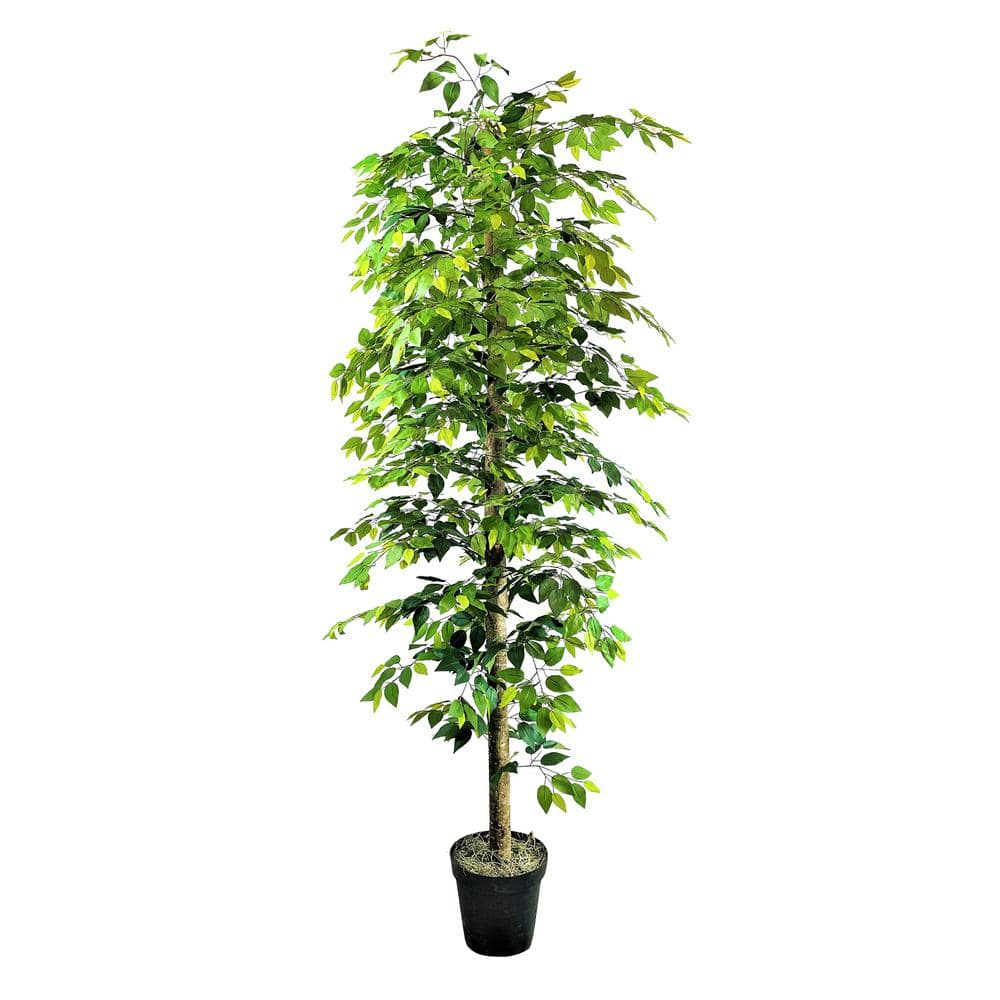 LCG SALES 10 ft. Ficus Tree in Growers Pot 23TFP10 - The Home Depot