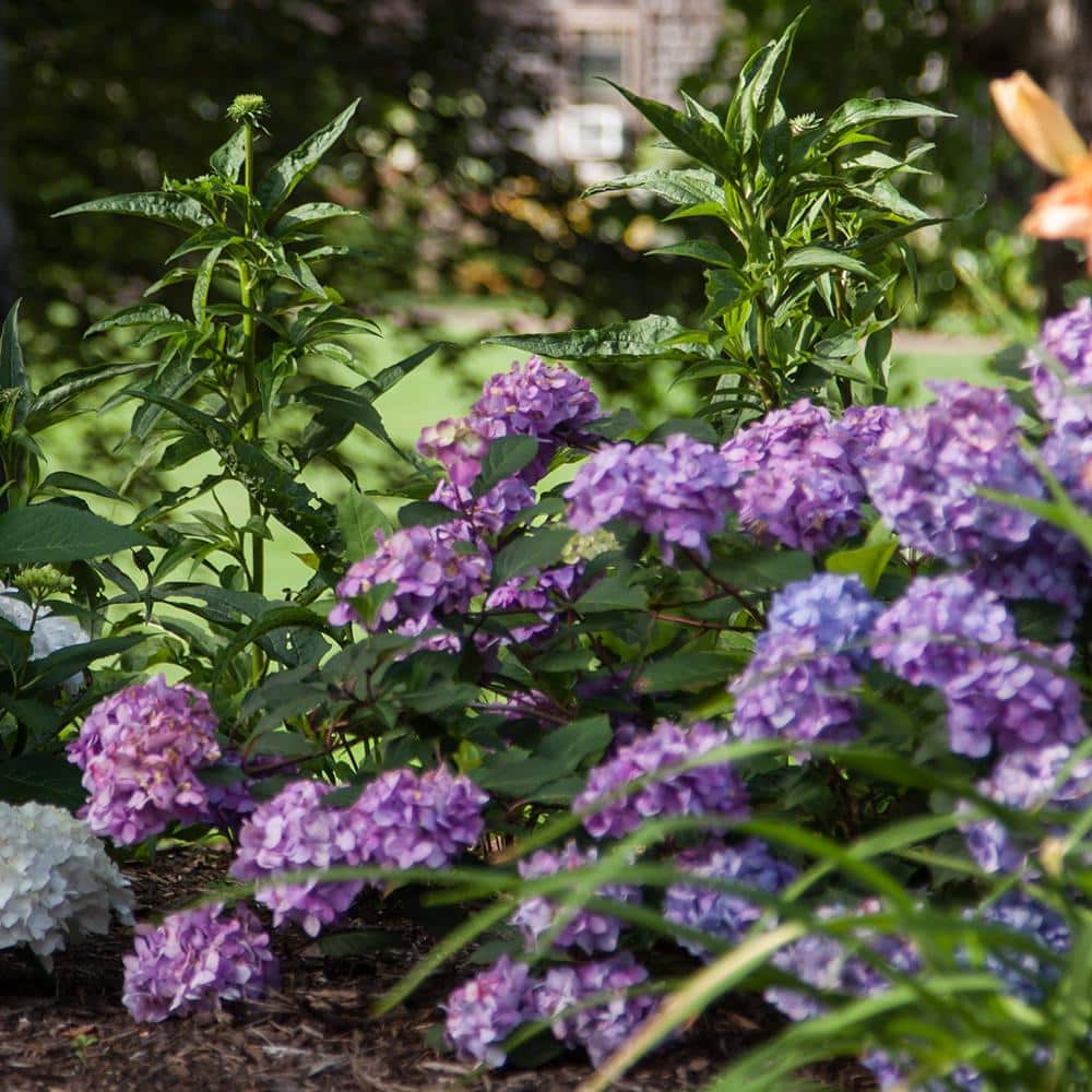 Endless Summer Purple and Blue Hydrangea in 1-Gallon Container