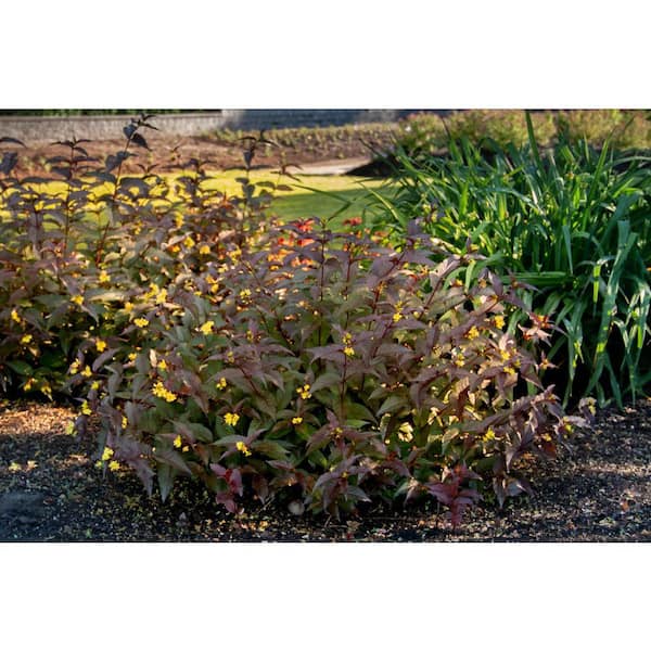 Jumbo Pint Nightglow Honeysuckle (Diervilla) Live Shrub, Vibrant Yellow Flowers