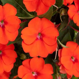 2.5 In. Vigorous Orange SunPatiens Impatiens Outdoor Annual Plant with Orange Flowers in Grower's Pot (3-Pack)