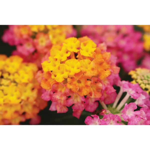 Vigoro Lantana Annual Plant with Orange Flowers (5-Pack)
