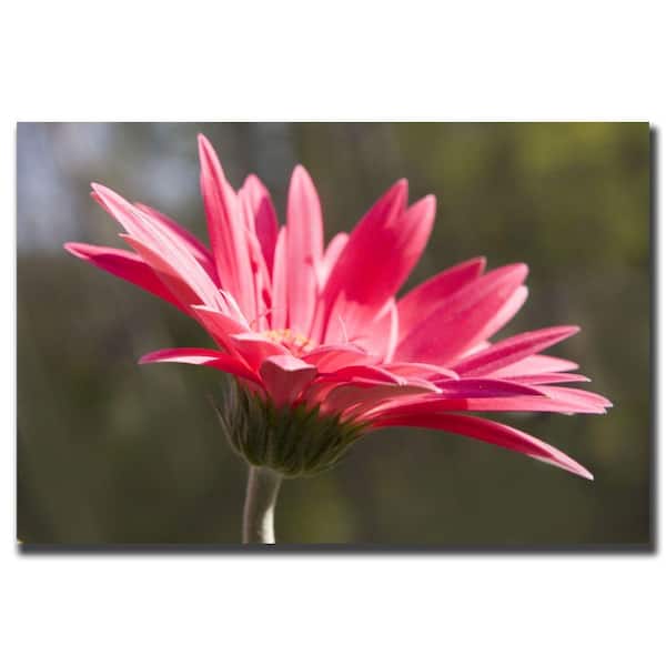 Trademark Fine Art 35 in. x 47 in. Pink Flower Canvas Art