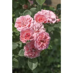 Bareroot Sunblaze Sweet Mini Rose Bush with Light Pink Flowers  (2-Pack)