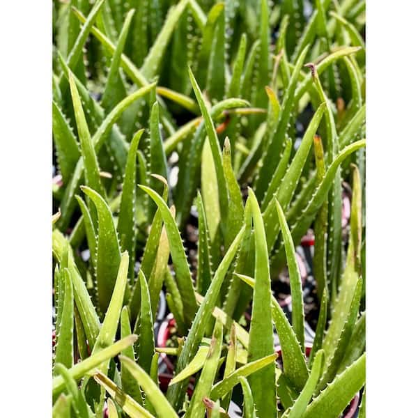 Pure Beauty Farms 1 qt. Succulent Aloe Vera Plant in Grower's Pot (4-Plants)  DC1QSUCCALO4 - The Home Depot