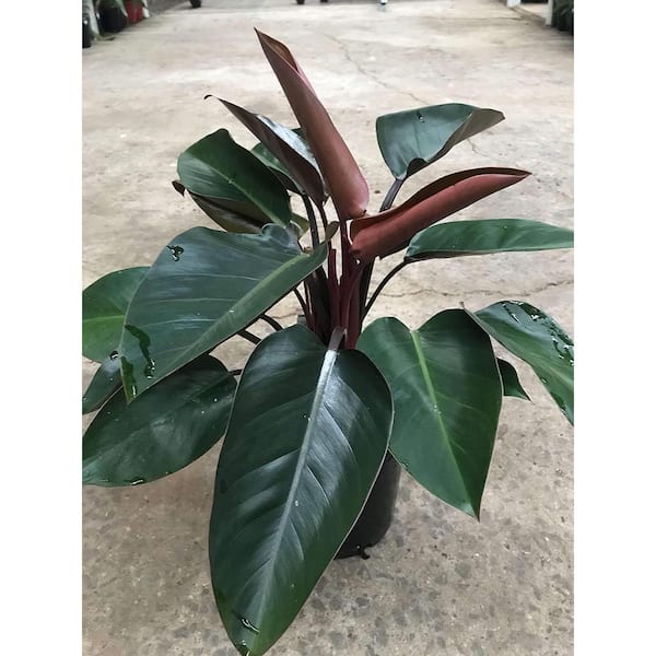 Wekiva Foliage Philodendron Congo Rojo-Live Plant in an 10 Inch Growers Pot-Philodendron 'Rojo Congo'-Air Purifying Houseplant