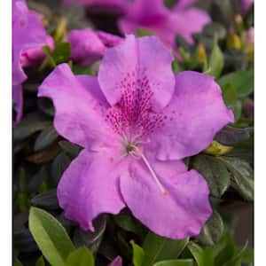 1 Gal. Autumn Lilac Encore Azalea Shrub with Lavender Purple Reblooming Flowers