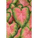 4.5 in. Quart Heart to Heart Rose Glow (Caladium) Live Plant in Pink and Green Foliage