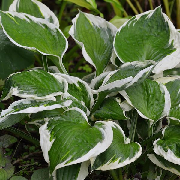 2.5 Qt. Patriot Hosta Live Plant Variegated White and Green Foliage