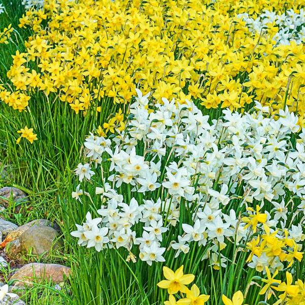 Van Bourgondien Yellow Sailboat Fragrant Daffodil Bulbs 25-Pack