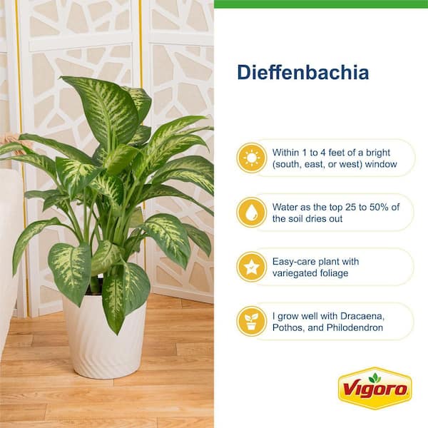 climbing philodendron brasil Philodendron 'Brazil' (4" Pot): MD