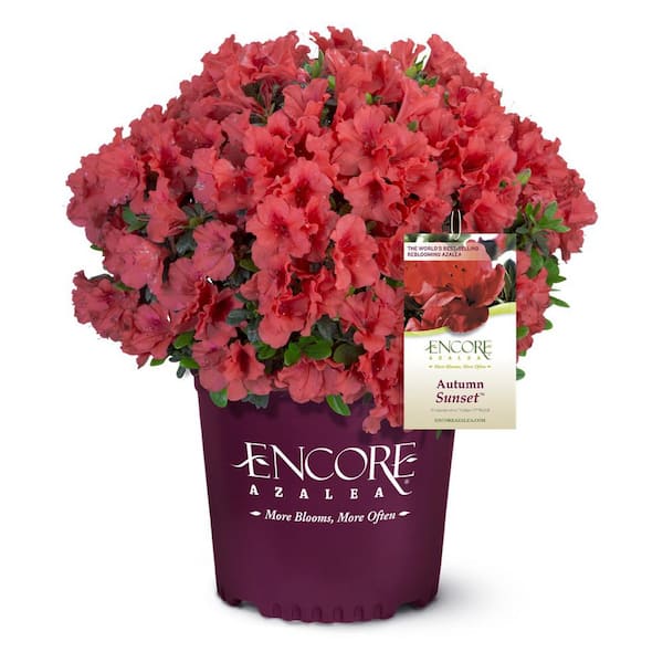 ENCORE AZALEA 2 Gal. Autumn Sunset Azalea Shrub with Reblooming Orange-Red Flowers - Low-Maintenance Evergreen Plant