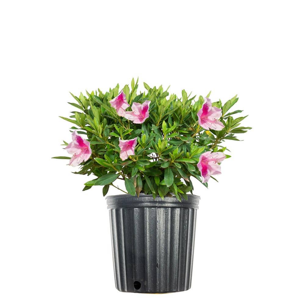 No.121★アバロン⑤★Premiumカラー★ピンクタイガー★popx Perfect Plants George Tabor Azalea Shrub in 1 Gal. Growers Pot