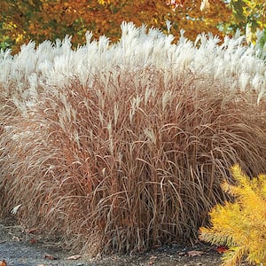 Prairie Flame Panicum Grass Live Bareroot Perennial Plant (1-Pack)