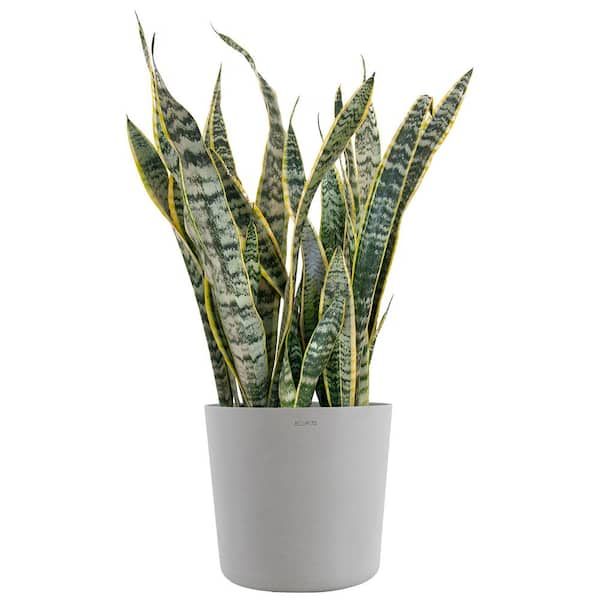 Sansevieria Laurentii Live Indoor Outdoor Plant in 10 inch Premium Ecopots White Grey