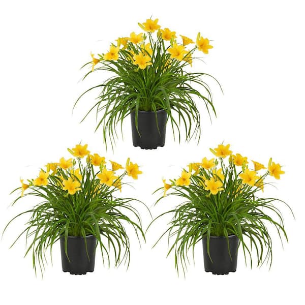Unbranded 2.5 qt. Daylily Going Bananas Plant with Yellow Blossoms in Grower pot