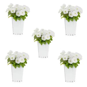1.5 PT. Petunia White Annual Plant (5-Pack)