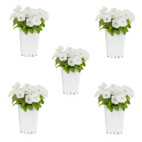 METROLINA GREENHOUSES 1.5 PT. Petunia White Annual Plant (5-Pack) 5278 ...