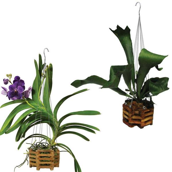 Pot orchidee 12 cm transparent Simple Masgabana - Central Jardin