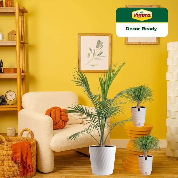 10 in. Majesty Palm and (2) 6 in. Ponytail Palm Plant in White Decor Planter, (3 Pack)