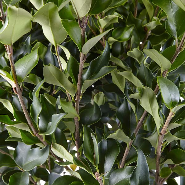 7 Gal. Ligustrum Recurvifolium Privet Shrub with Dark Green Foliage and White Blossoms