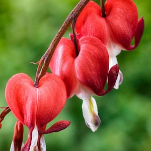 Valentine Bleeding Heart (Dicentra), Live Bareroot Perennial Plant (1-Pack)